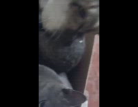 Two cats three kittens inside the box