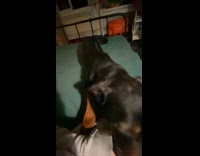 Black dog takes woman hand for scratch