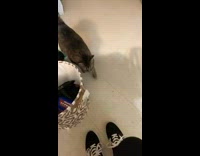 Girl avoids cat walking up to her 