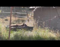 Bear relaxing on tub with water hose