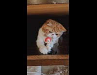 Cat pulls Jungkook figurine closer 