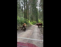 Two bulls fight on dirt road in forest