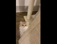 Brown white cat looks at girl scratcher 