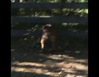 Dog tries to get branch fence jumps 