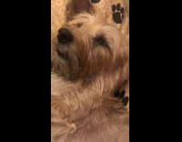 Small brown dog laying down has hiccups 