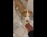 Collab BitchMP - Guy gives pitbull lemon