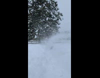 Pet dog jumps and catches the snow from the snow blower