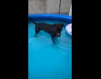 Thirsty dog drinks water from swimming pool