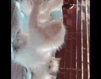 Litter of white kittens blue eyes bed 