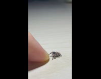 Playing with small cute white spider 