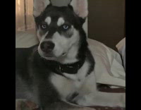 Dog whining because no one is playing with him