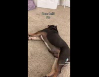 Collab KaleSaladIG - Dog wakes up from sound of chips