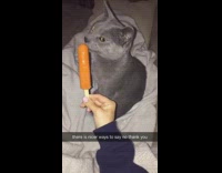 Cat rejects owners food offering with funny reaction