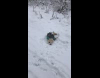 Small brown dog rolls around in snow 