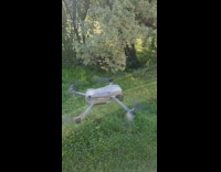 Fly lands on drone stayed while flying