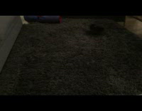 brown rabbit running around in circles multiple times