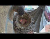 Bird struggles to feed worm to babies 