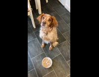 Brown pet dog stare owner waits to eat