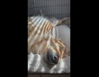 Golden retriever dog sleeps with body twisted in crate 
