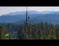 Two bald eagles on tree during sunrise