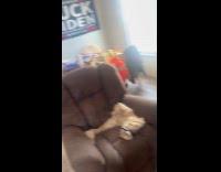 Dog runs around rings bell on collar