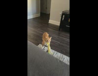 Cat plays fetch yellow feather stick toy 