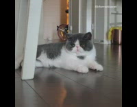 Grey white cat lays down looks around 