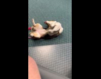 Corgi dog lay down bite rope leash