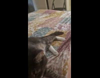 Filmer approach and scratch cat on bed