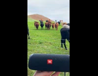Submitter plays jazz music while feeding cow