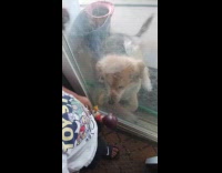 Dog waits outside when nephew visits 