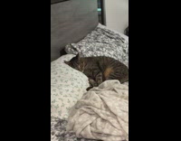 Grey laying next to crying baby