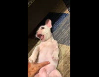 Girl pets white french bulldog puppy henna 