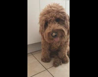 Brown puppy dog licks peanut butter nose 