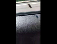 Cricket bug sticks onto car driver window and hitches a ride
