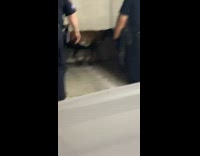 Cops in parking garage try to capture escaped goat
