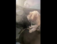 Dog lowers car window inside car wash