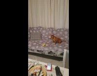 Bird plays with dog in living room