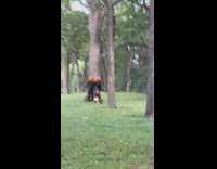 Couple with pumpkin heads romantic pose at the park