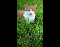 Collab BitchMP - Orange cat laying down in grass making funny noises