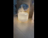 Kitten drinks steam from humidifier 