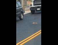Squirrel spins around road chase own tail