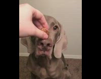 Slowmo Brown Dog Balances Treat Meatball on Nose then catches It