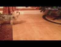 Small grey dog hates toy train 