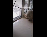 White cat licks and cleans stomach part