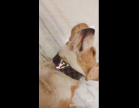 Brown white dog louis vuitton collar compilation 