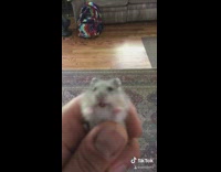 Collab Clips MPUGC2 - Little screaming grey hamster held in hand