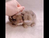 Girl pets two small brown bunnies 