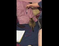 Collab DailyDoseOfInternet - Kitten on bed jump away from pen