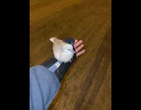 Bird rests on filmers arm while on the street